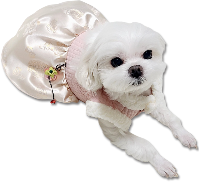 멍멍이룩 강아지한복 고양이 애기씨 도련님, 원피스