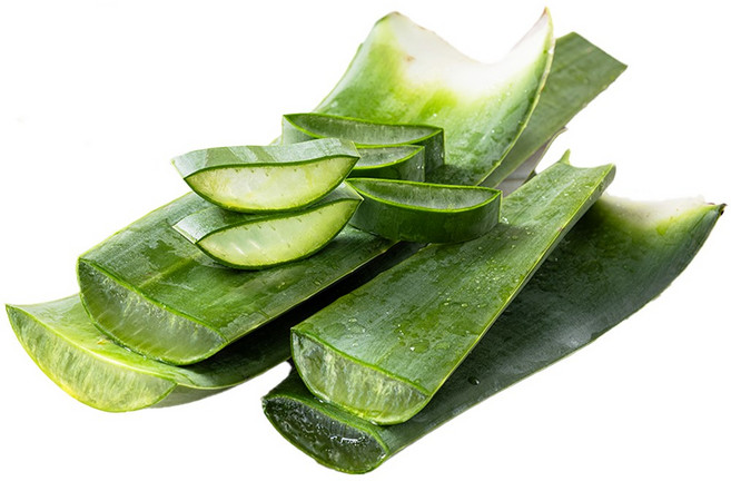 [유기농인증] 친환경 당일수확 알로에 생잎, 1개, 2kg