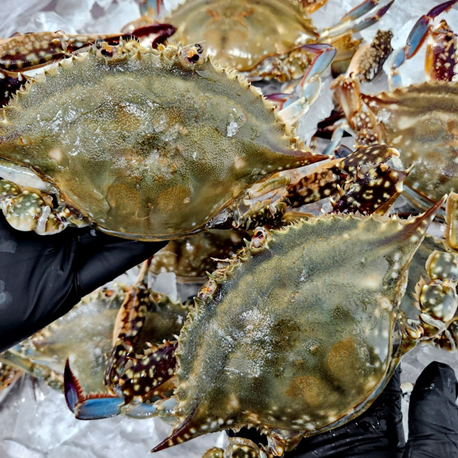 연평도 암꽃게 급냉 꽃게 대사이즈 양념게장 찜용, 1박스, 1kg (3-5미)