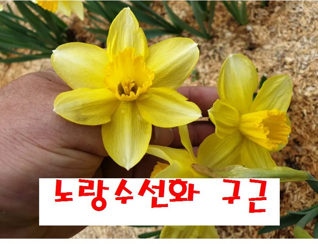 토종수선화구근/노랑꽃/10개 /평창게으른농부, 1개