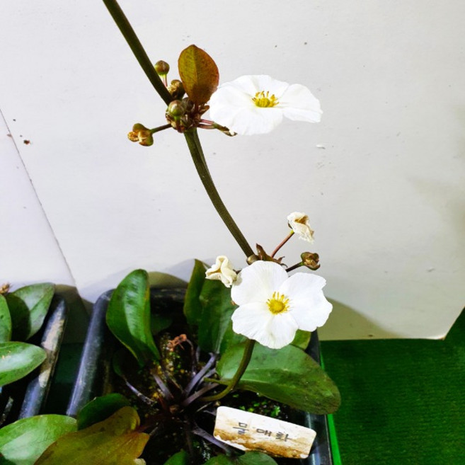 수생식물 물매화 연못 베란다 화분식물키우기, 1개