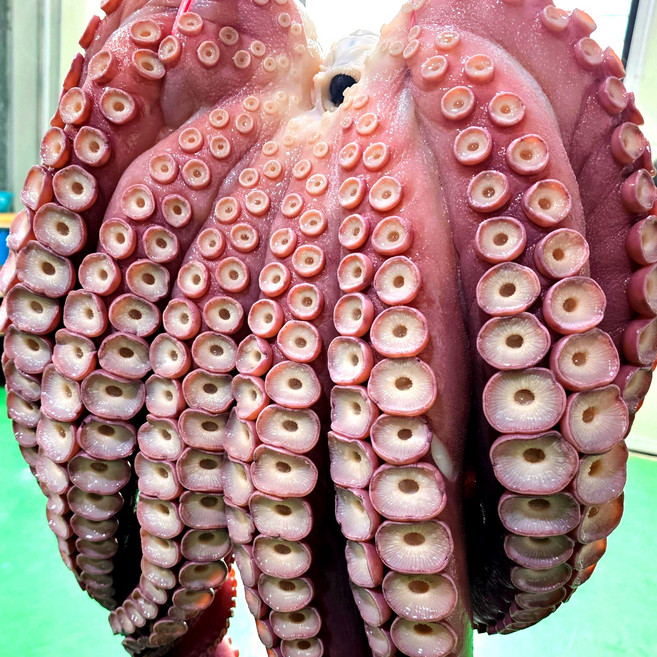 포항죽도수산 100% 동해안 참문어 산지직송 (생물자숙) 이바지문어 선물용 행사용문어 문어(5-9kg), 1개, 7.5kg(실중량 5.1kg 내외)