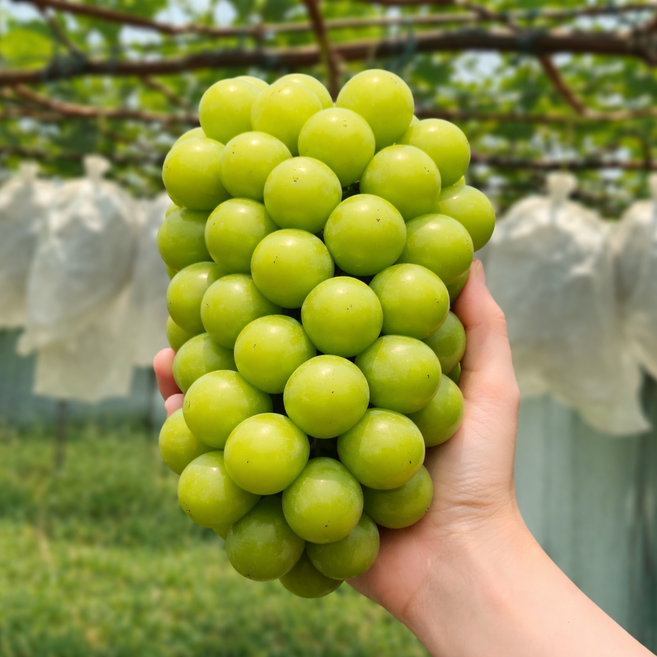 [꿀birx정품] 샤인머스캣 청포도 씨없는 포도, 1박스, 2KG 2수