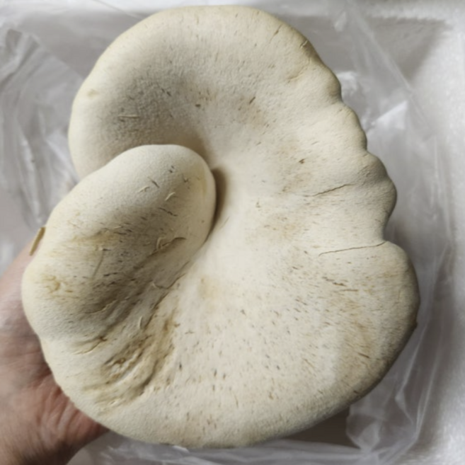[특상품] 설원버섯 황제버섯 선물용버섯 무농약버섯, 1개, 1.6kg 내외