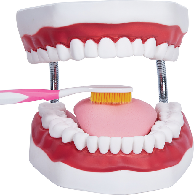 양치교육 치아모형(대) (4배크기) 칫솔질 교육용 양치 교구 이빨 모형, 1개