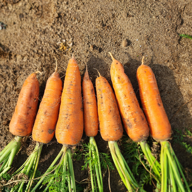 제주도 구좌 달달한 햇 당근 2kg 3kg 5kg(진가), 중 주스및간식 5kg