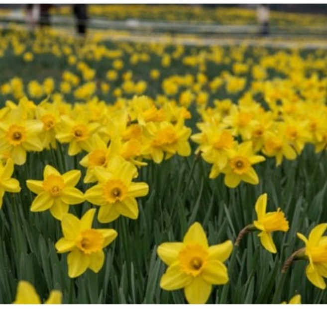 토종수선화 12구 당해구근 월동식물 조경 원예, 12개
