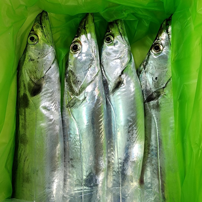 새벽경매 제주갈치 생갈치, 생물갈치 왕특대+ 800g  2마리 1.6kg, 1개