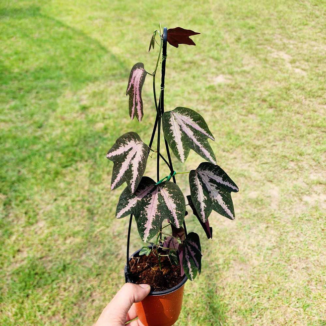 에덴플랜트 오리발 시계초 (지름 9Cm포트) 오리발모양 덩굴 귀여운 독특한식물, 1개