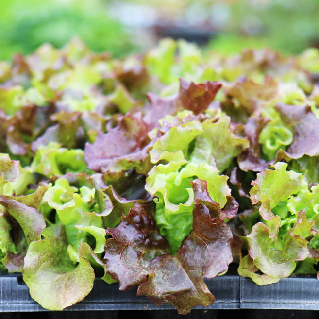 갑조네 꽃상추모종 채소모종 야채모종 쌈채소 텃밭가꾸기 모종키우기, 6개