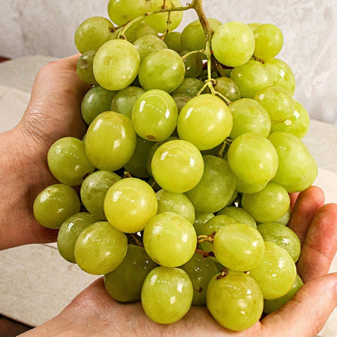 달달이음 애플청포도 1kg+1kg 오톰 씨없는 가지 포도 캔디 특품