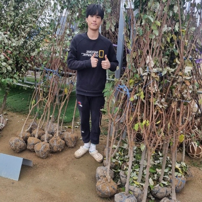 보리수나무 왕보리수나무 묘목 3년 결실주, 왕보리수3년생, 1개