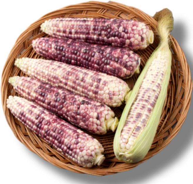 참새마켓 쪄서 보내드리는 급냉 홍찰옥수수, 5개, 쪄서 가는 급냉 홍찰옥수수 대 12cm 이상