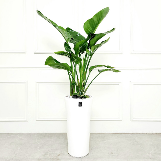 에코플랜트(서랍형받침+리본증정+당일배송) 녹보수 공기정화 식물 개업식 사무실 이전 개원 집들이 개업 축하 화분, 02.여인초, 1개