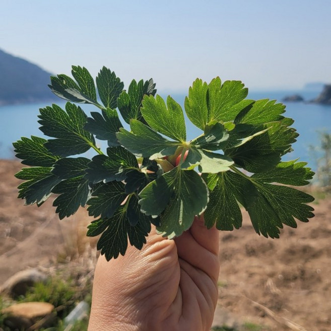 가산프레시 제철나물 방풍나물 봄나물 국내산, 1세트, 1kg