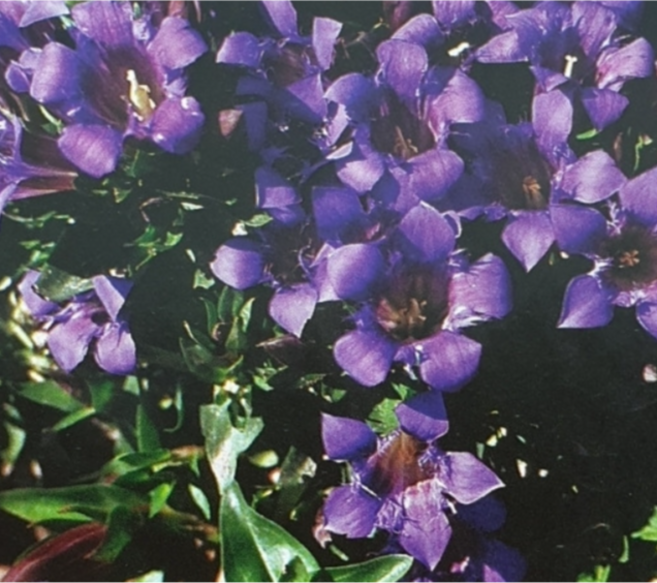 [씨앗편지]애기용담( 모종3포트 노지월동), 1개