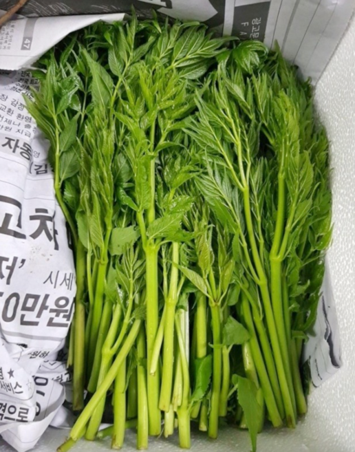 국산 향긋한 여름두릅 두룹 드룹 제철나물 산지직송 햇 나물 민두릅 참두릅, 1개, 1kg
