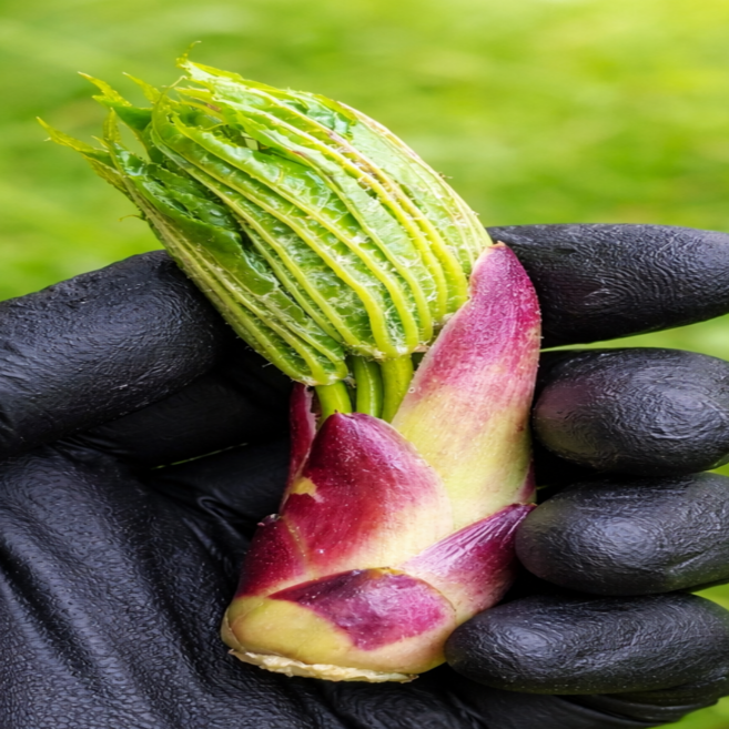 [예약중] 2026 강원도 엄나무순 개두릅, 1개, 2kg