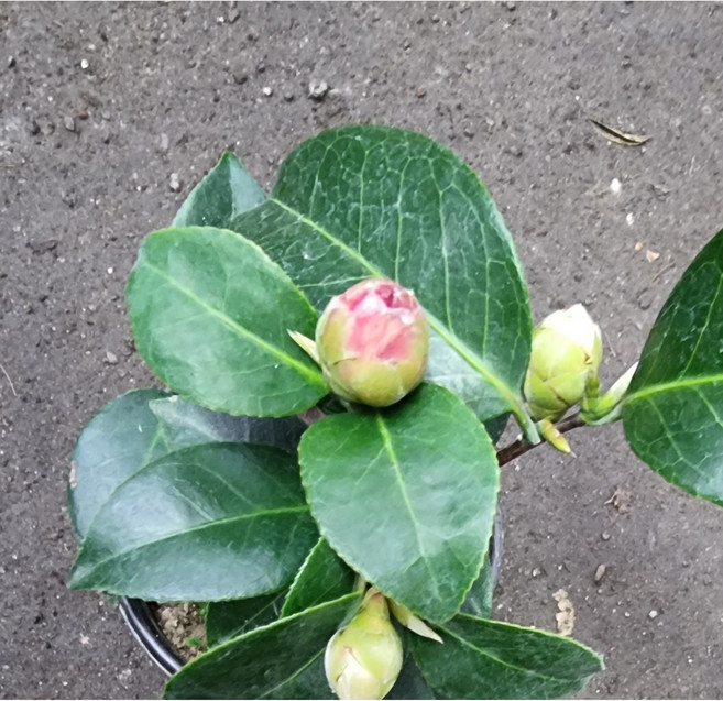 동백 나무묘목 10cm, 1개