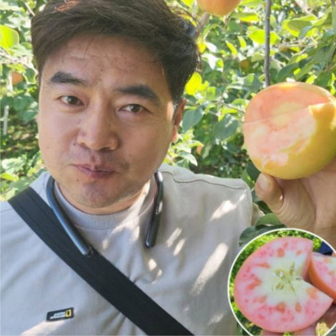 속빨간사과나무 묘목 나가노신구 3년생 접목2년 특대묘 m26자근묘 털이묘, 문루즈 접목2년 특묘털이묘 (이중접)