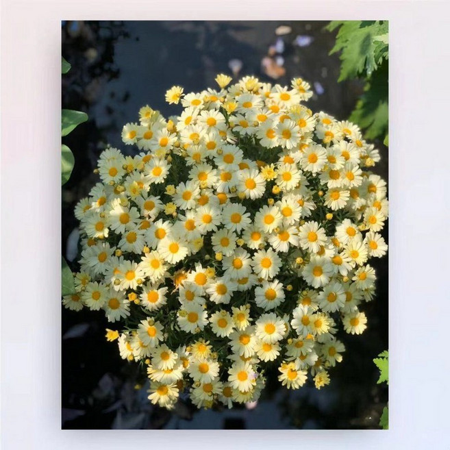 색채움 명화 그리기 세트 유화 캔버스 DIY 꽃 그림 취미 키트 No.814334, 40x50cm 우드틀 캔버스, 데이지 A, 물감 + 오일용 캔버스 + 브러쉬 + 벽걸이못, 1개