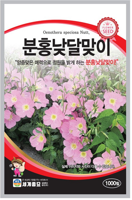 분홍낮달맞이 꽃씨앗 1000립 세계종묘, 1개