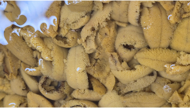 국산우니 보라성게알, 100g, 1개