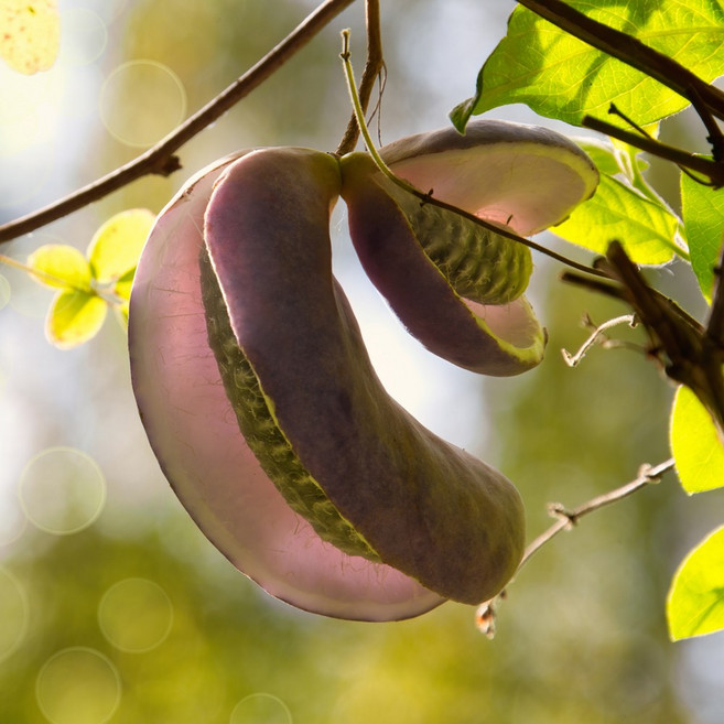 [충북농원] 슈퍼대실으름 으름나무 묘목 - 지주 분묘, 지주/분 (용달비별도), 1개, 지주/분