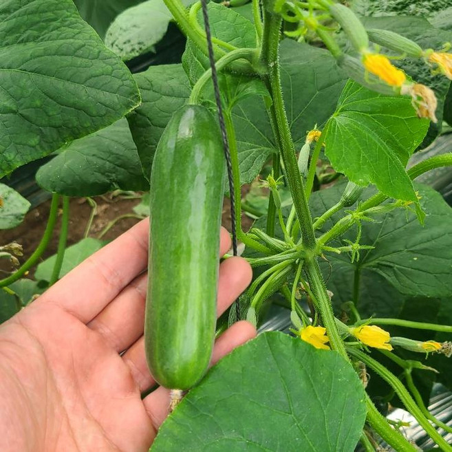 파머스마일 국내산 청량 시원한 미니오이, 1개, 3kg