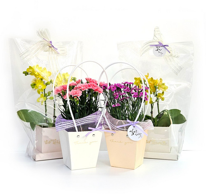 카네이션 어버이날 생화 꽃배달 화분 선물, 01.선물용향카네이션