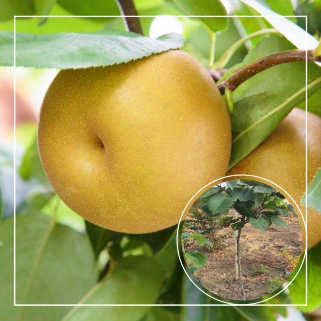 서울농원묘목/신고배 배나무 3년생 분묘 유실수 과실수, 1개