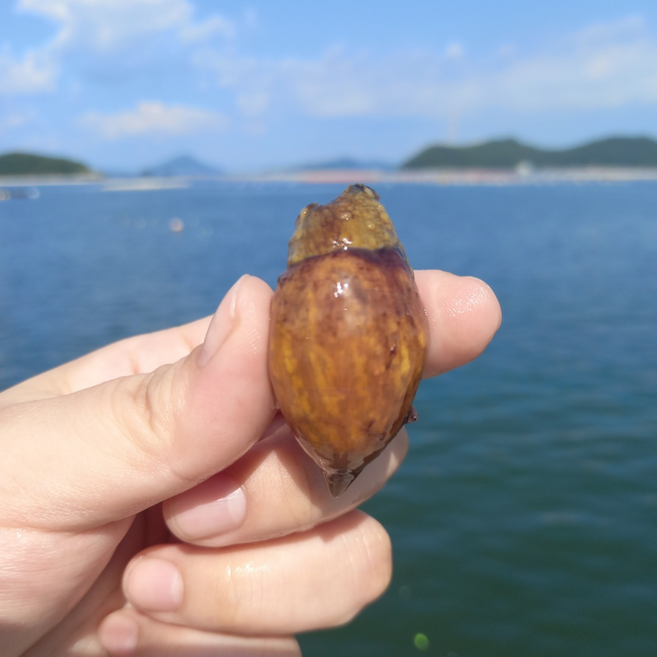 당일손질 활 미더덕 미더덕회 오독오독, 1개, 손질미더덕 원물 500g