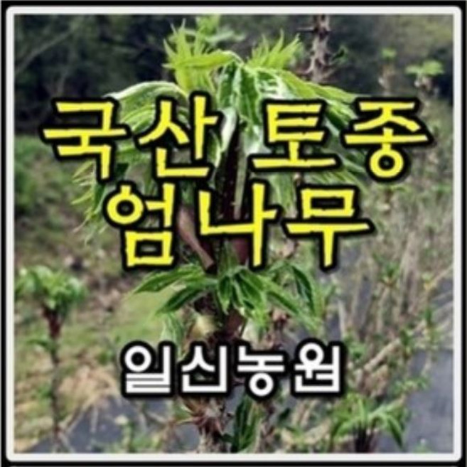 [일신농원] 각종묘목 90여종 감 대봉 단감 대추 사과 배 밤 포도 복숭아 자두 매실 살구 체리 등 /유실수/약용수/정원수/꽃나무, 1개, U1 국산 토종 엄나무  (50cm이상 2년특묘)