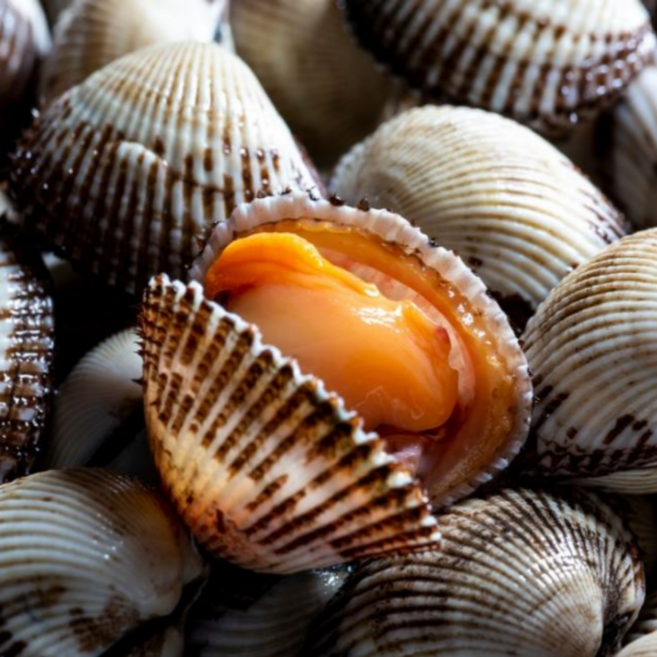 [특등품] 전남 벌교 여자만 꼬막 새꼬막 프리미엄 참꼬막 1kg, 1개, 새꼬막 상 1kg