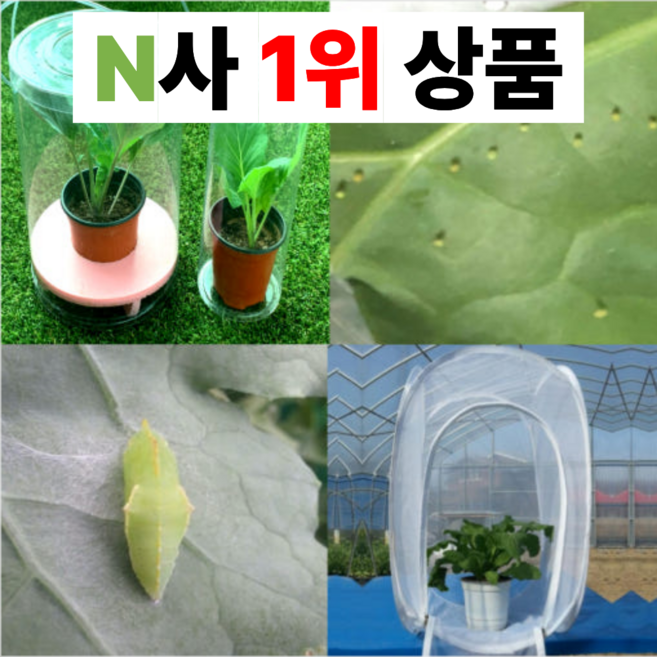 [관찰일지 무료증정] 배추흰나비 키우기 세트 알 한살이, [단품] 배추흰나비 수정란 (알), 1세트