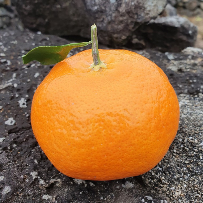 프리미엄 레드향 대과 2kg (5과내외), 1개, 상세페이지 참조