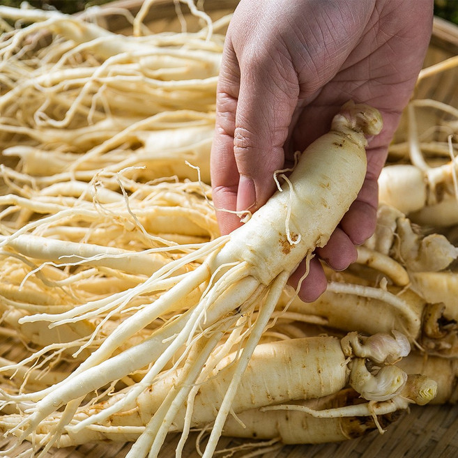 금산인삼 세척 한뿌리 (개별진공포장) 30g 5년근 삼계탕 씻은 바로먹는 삼 수삼 국산 국내산, 1개