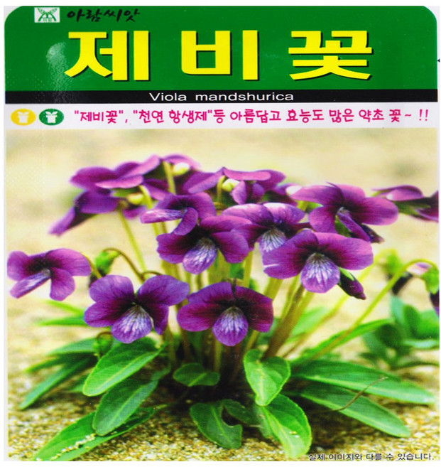 영농사 제비꽃 씨앗 500립 비올라 꽃씨, 10개