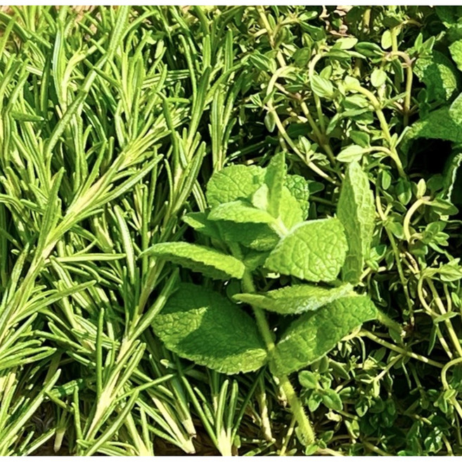 허브생잎 60g 카페용 데코용 유기농 식용허브, 1개