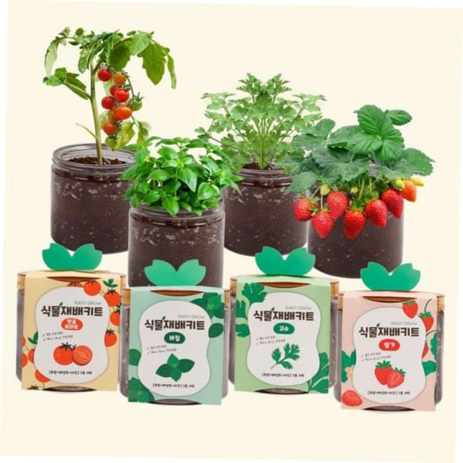 이지그로우 바질 식물재배키트 방울토마토 고수 59000EA 1EA, 05루꼴라