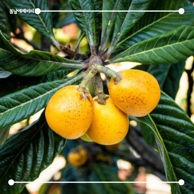 [봄날애제비씨] 비파나무 묘목 실생 포트묘, 1.비파나무 실생5년(H0.8)포트, 1개, 실생5년 (H0.8)포트