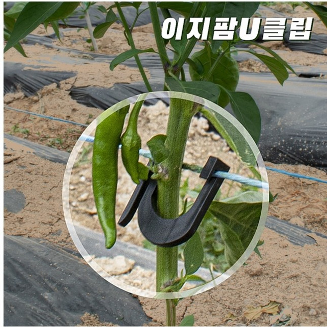 고추U클립 고추집게 고정 유인줄 예인선 이지팜, 100개