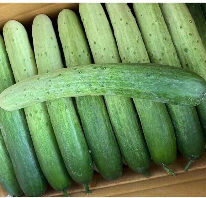 백오이 국내산 아삭한 백다다기 오이 당일수확 2kg / 5kg, 1개, 2g