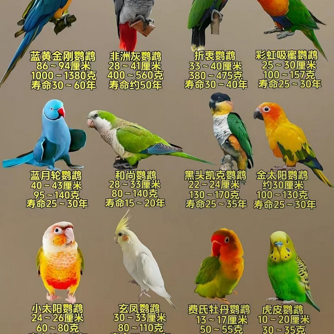 鸚鵡手提袋 夏季涼快 便攜網袋 通風透氣 戶外遛鳥專用袋