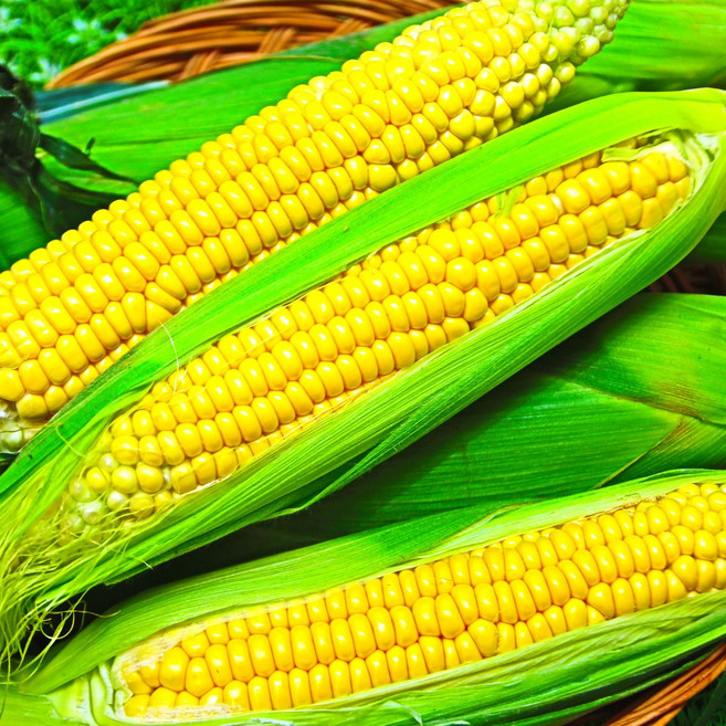 초당옥수수 냉동옥수수 오늘출발 찰옥수수 강원도 찐옥수수 백찰옥수수 흑찰옥수수, 1박스, 초당옥수수(특) 20개