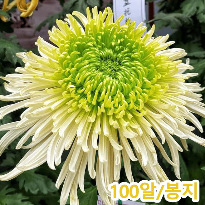 국화씨앗 4계절 꽃씨앗노지, 1개, 날개