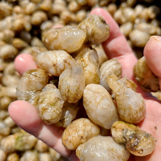 국산 산지직송 싱싱한 오도독 식감좋은 생물 냉동 오만둥이, 1개, 4kg