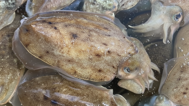 [산지직송] 통통한 속살 쫄깃 담백 서해안 생물 갑오징어, 1개, 서해안 생물 갑오징어 1kg