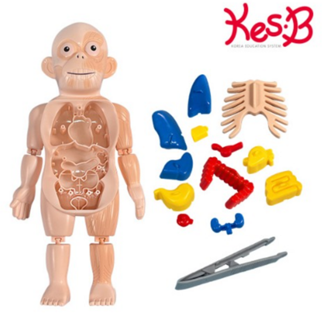 캐스B 네이처 미니인체탐구(2210), 기본 381d, 상세페이지 참조