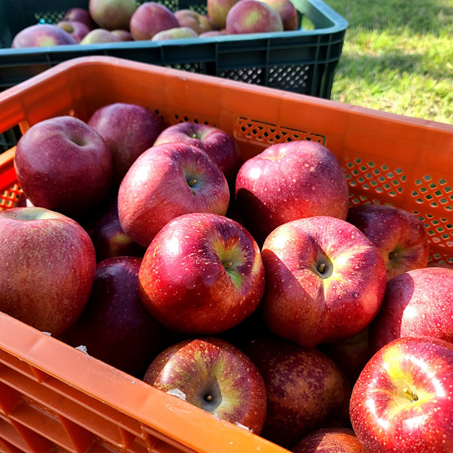 [초특가] 산지직송 부사 사과 가정용 꿀사과, 1박스, 10kg 사과